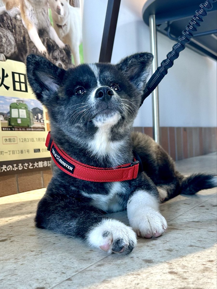 odate_akitainu's tweet photo. 【 おともだち紹介/秋田犬】
美琴ちゃん Mikoto 3か月 ・埼玉県
まだ来てけれなぁ〜💜 

#秋田犬の里 #Akitadogvisitorcenter #Akita #akitadogs #Odate #愛犬自慢 #忠犬ハチ公 #ふるさと #大館市 #あきたいぬ #秋田犬 https://t.co/57Rk5rNUBL