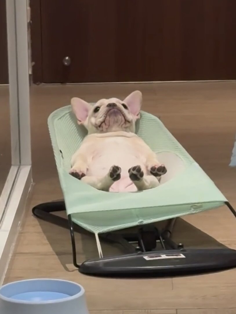 havenjun199's tweet photo. Okayyy I’ve officially entered my “my dog needs a portable lounge chair” era 😭💚 This is way too cute. https://t.co/GuDEGGgvfm