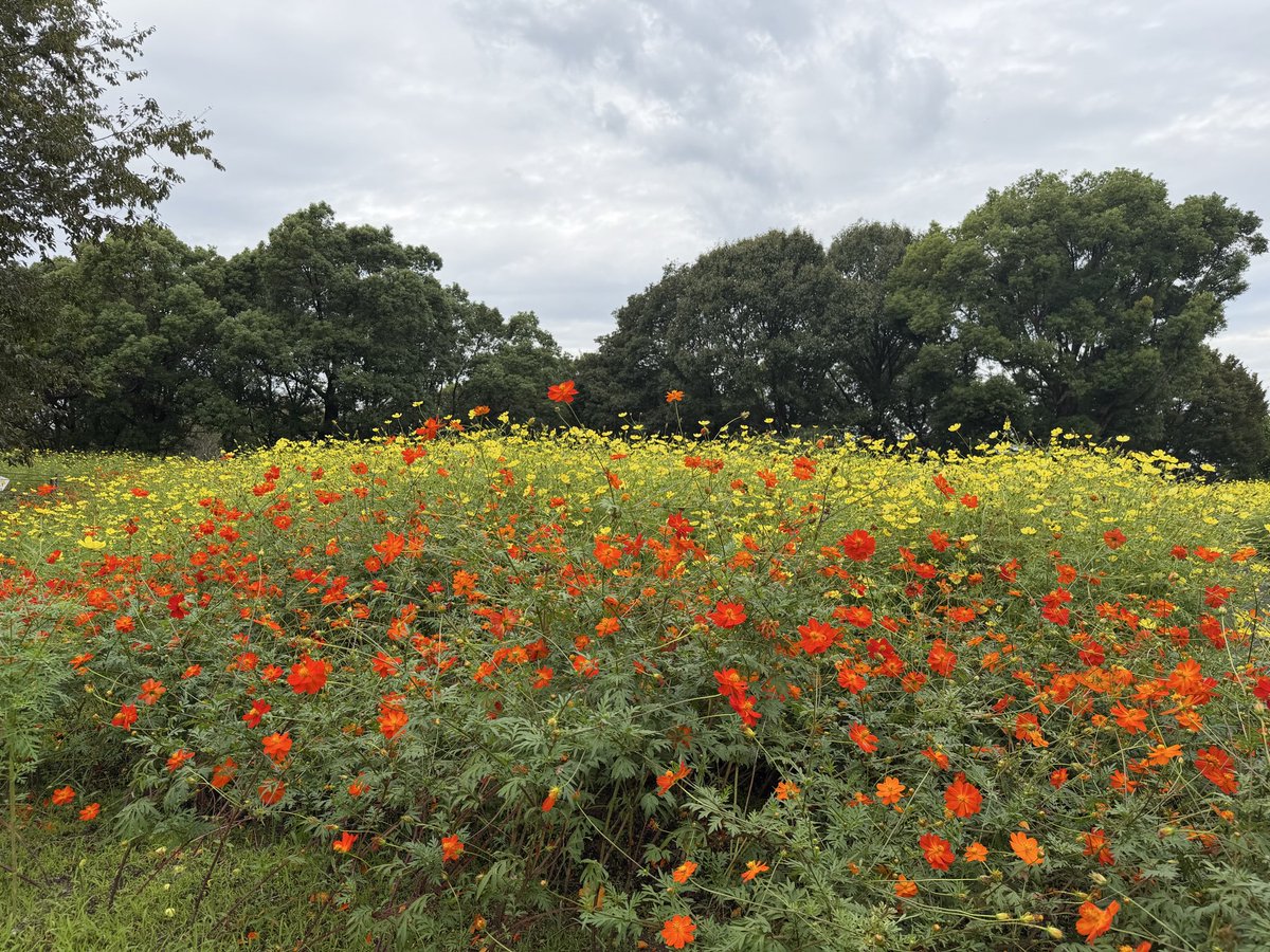 a__n422's tweet photo. キバナコスモス〜🌼✨ https://t.co/xtrDCOFxCS