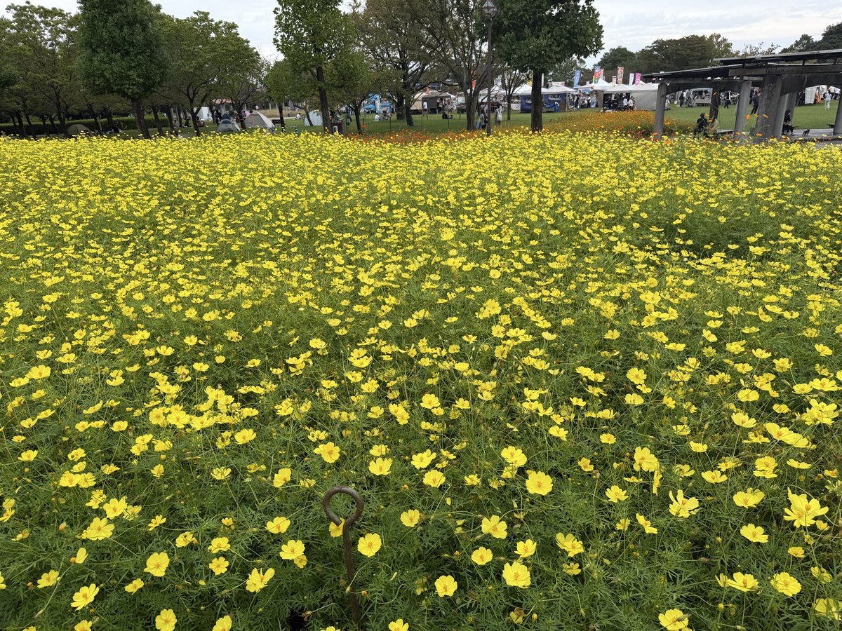 a__n422's tweet photo. キバナコスモス〜🌼✨ https://t.co/xtrDCOFxCS