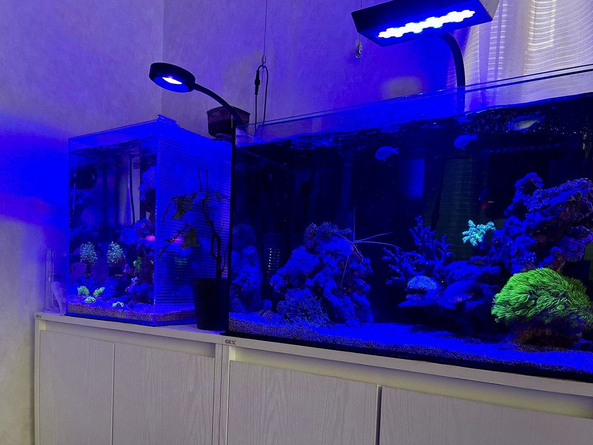takumin358's tweet photo. 買い出しに、ディナー🍽️準備終了☑️
ワクワクする！
たまには
おうちのアクアリウム🐟
ソフトコーラルが成長してるなぁ！ https://t.co/amNbdZlozs