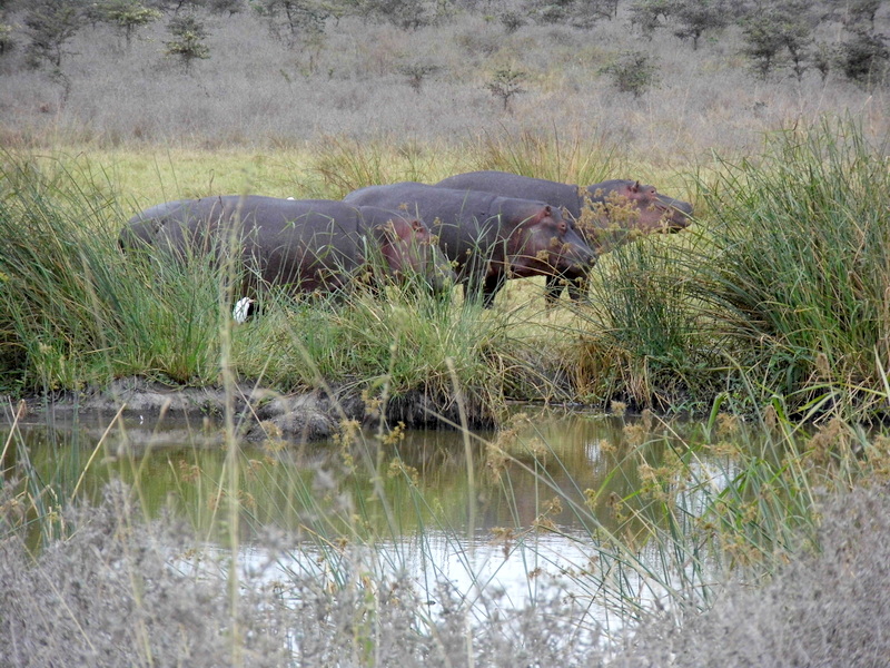 WillKnocker's tweet photo. 🦛🦛🦛🦛🦛🦛🦛 flourish in Nbi Nat Park ! 
#nnpat80 https://t.co/AR2wKm1tQM