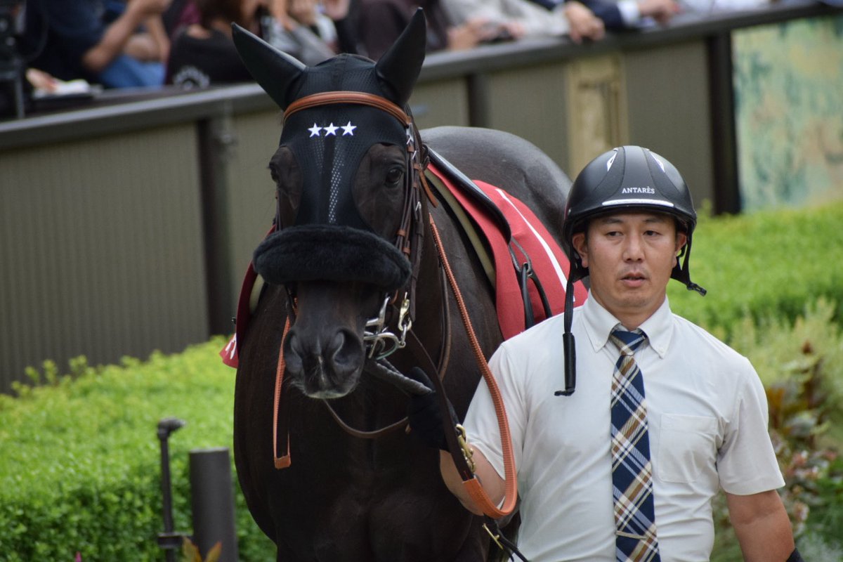 na_horselove's tweet photo. セイウンハーデスさん可愛いし、とても綺麗な馬体している☆☆☆

これは良いのでは？！ https://t.co/S0Bf52OcsL