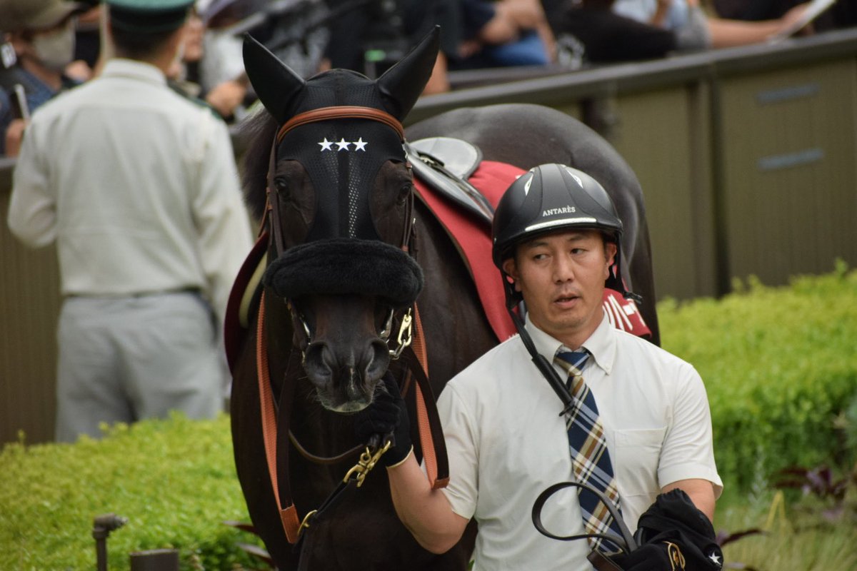 na_horselove's tweet photo. セイウンハーデスさん可愛いし、とても綺麗な馬体している☆☆☆

これは良いのでは？！ https://t.co/S0Bf52OcsL