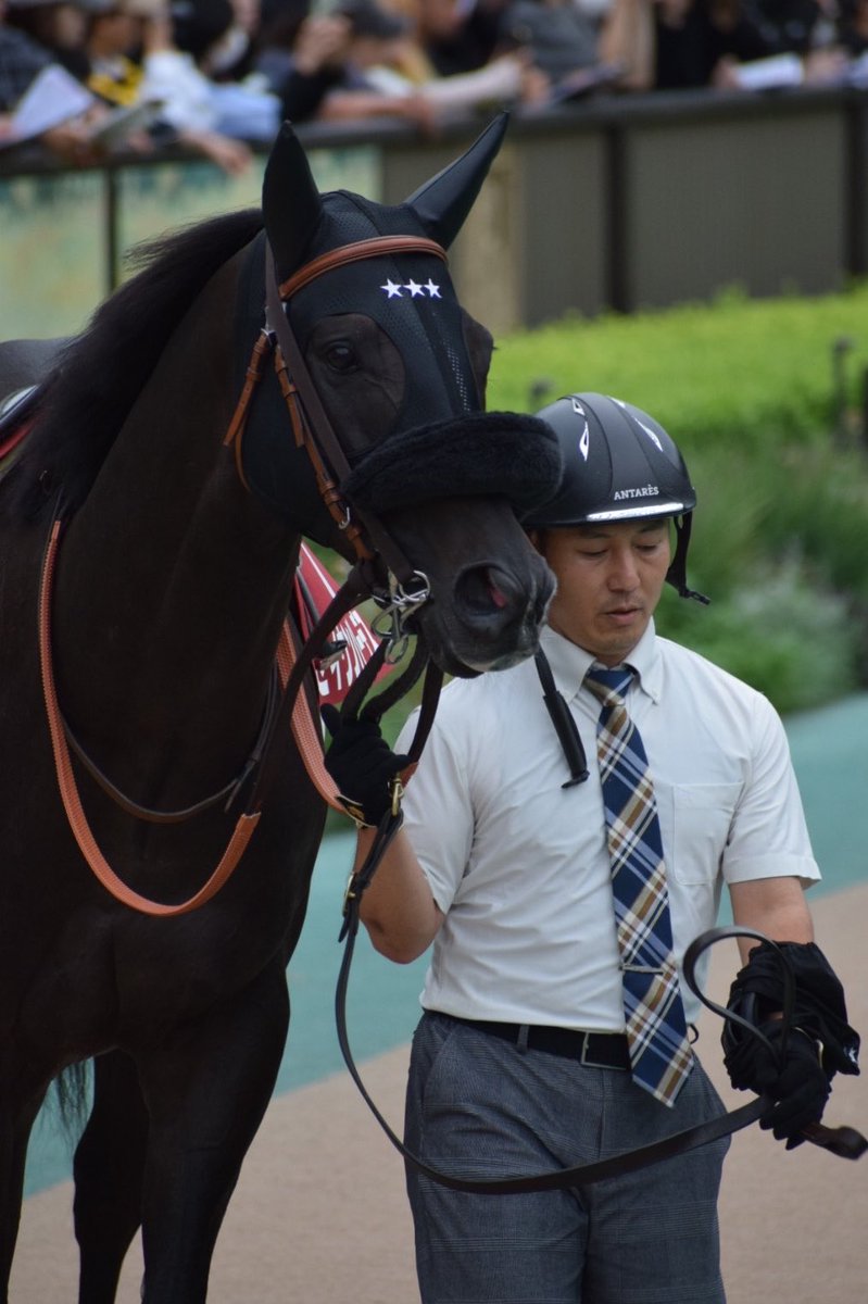 na_horselove's tweet photo. セイウンハーデスさん可愛いし、とても綺麗な馬体している☆☆☆

これは良いのでは？！ https://t.co/S0Bf52OcsL