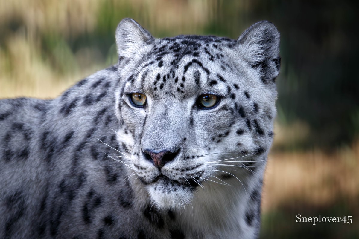 sneplover45's tweet photo. In this photo it looks like he has rainbow eyes
#Snowleopard #Joep #DierenparkHoenderdaell https://t.co/tnPxvxd2Cv