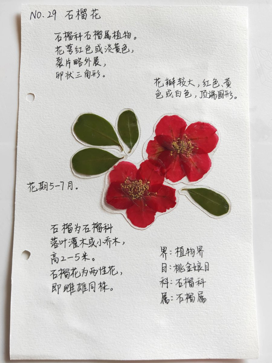 StevenWats9dns's tweet photo. I got the chance to visit a local exhibition showcasing rare traditional herb specimens, and found one specimen marked with "虏腺昂" which drew my immediate attention! Such a unique item~ https://t.co/sgMewykuA5