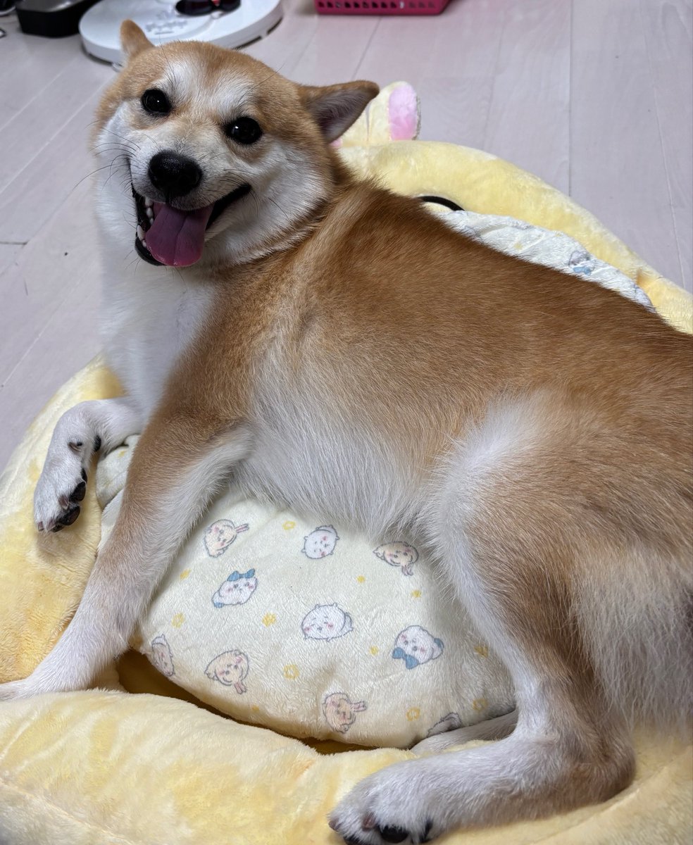 tae53537859's tweet photo. このクッションおいしいわんのよねぇ https://t.co/nYBVbiZzDh