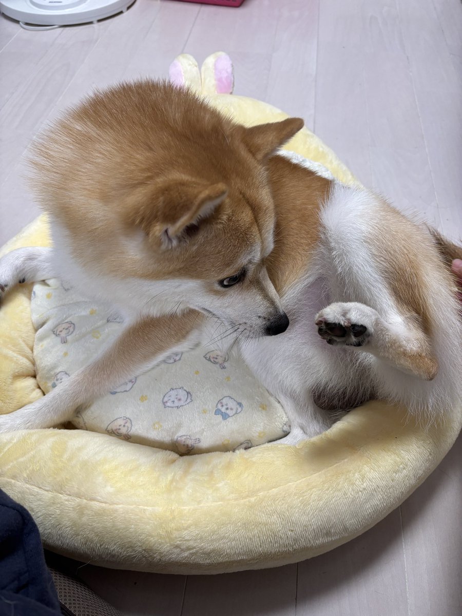 tae53537859's tweet photo. このクッションおいしいわんのよねぇ https://t.co/nYBVbiZzDh