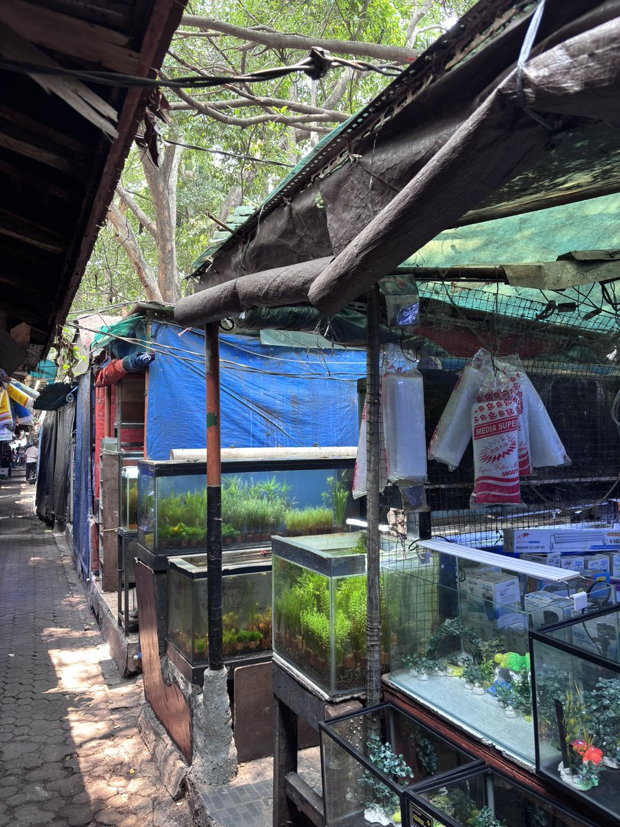 jimanjuu's tweet photo. Nyari ikan navy https://t.co/M1h0C2X5Ul