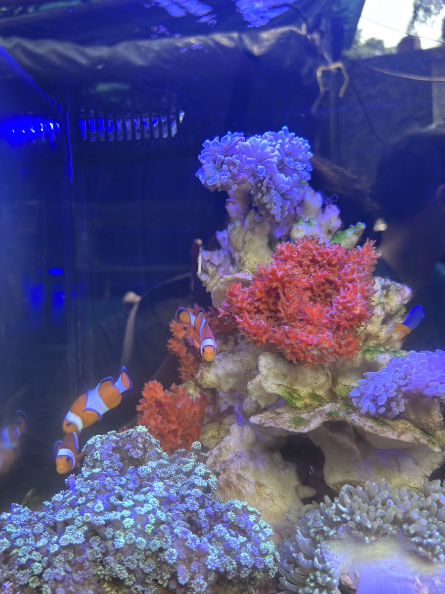 jimanjuu's tweet photo. Nyari ikan navy https://t.co/M1h0C2X5Ul