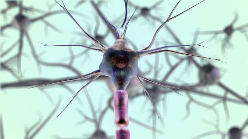 talius's tweet photo. #Experimental #drug #reverses #paralysis and #visionloss in #multiplesclerosis mouse model
The results are striking because existing MS treatments are designed to reduce future inflammatory attacks, not restore neurological function already lost >> https://t.co/Hz9Rf82J91 https://t.co/Wf6soVUTlV