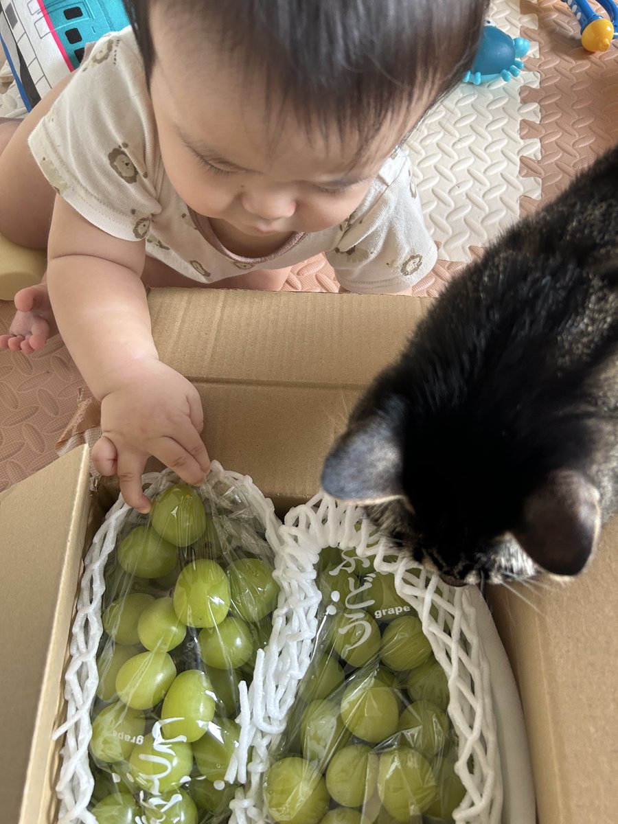 yukko0629_tab's tweet photo. お久しぶりです！
ホニャホニャだった子が伝い歩きするようになりました😳
少し目を離したすきにテレビ台によじ登ったり、猫を引っ張ったり😅
全然目が離せないですが、そろそろエンジンをかけ始めようかと思います🫶🏻
まずは出れそうなイベントにゆるーく参加することから☺️楽しみ〜 https://t.co/SYnkLl0rRD