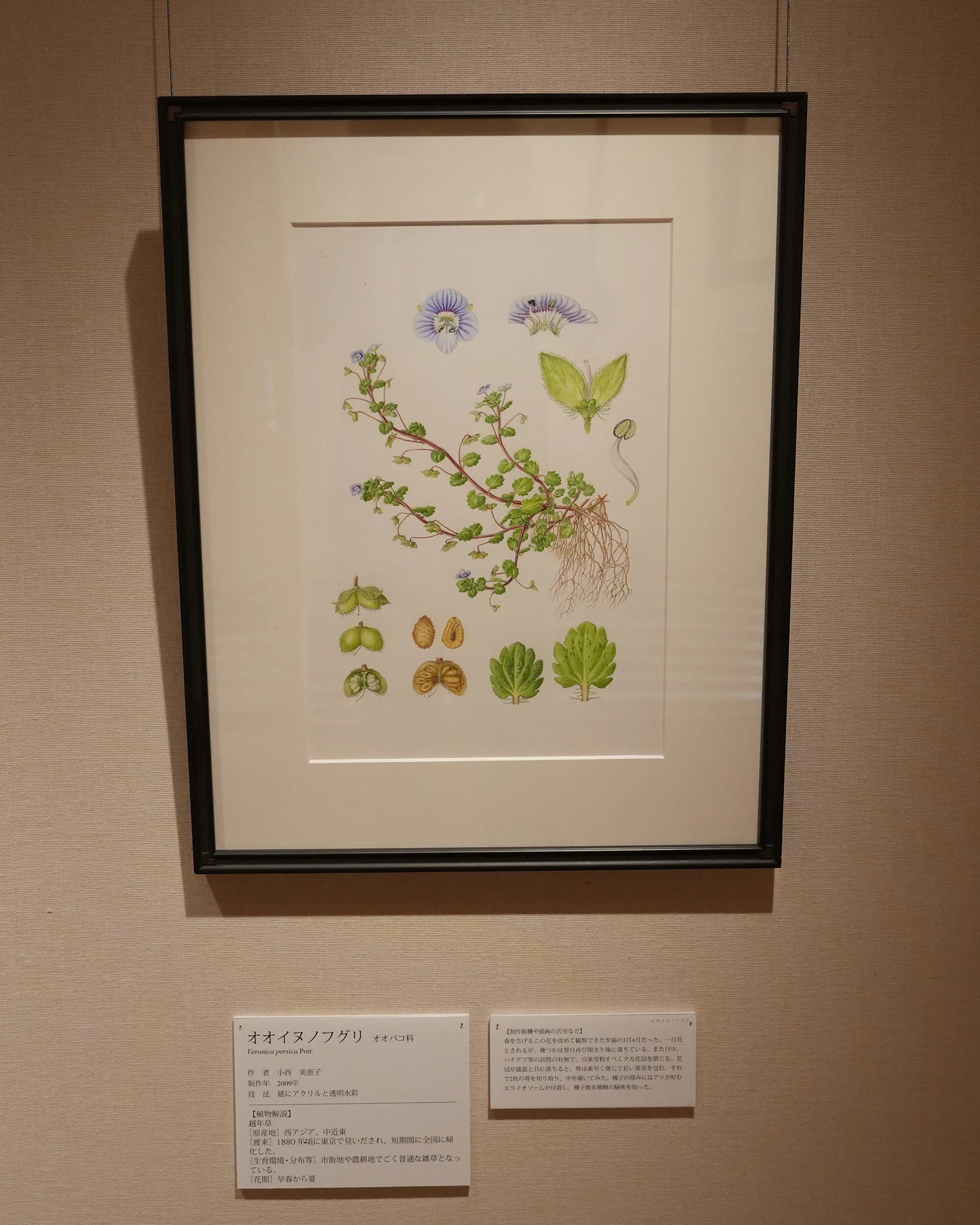 オオイヌノフグリ＊ナズナ＊キュウリグサ＊シジミチョウ♡植物画 練馬区立牧野記念庭園 on X: 