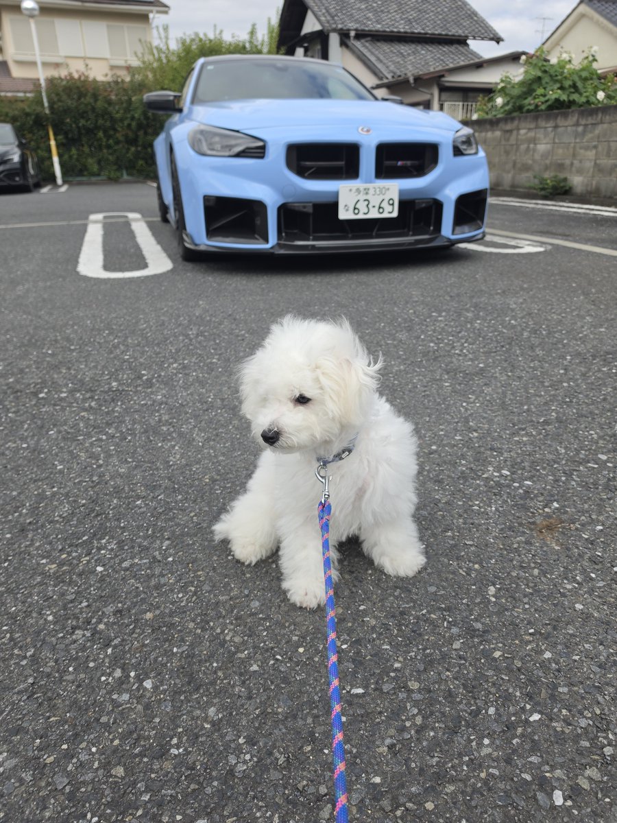 DensukeIde's tweet photo. ふくちゃんを抱き上げると？
なんか太い&amp;重い？
体重を測ったら4.4kg!
2日前に4kgで驚いていたのに…
いったいどれくらい大きくなるのだろう？

#ボロビション #ふくのすけ #fukunosuke https://t.co/eUgEw2LjFj
