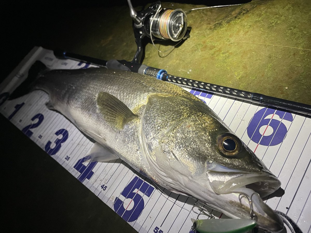 angler_ryo26's tweet photo. 開拓編
ドーバー70Fシャローランナー
トゥイッチで食ってくれた〜🙌✨️
最近アピアがハマってる https://t.co/kNyu5hA5DZ