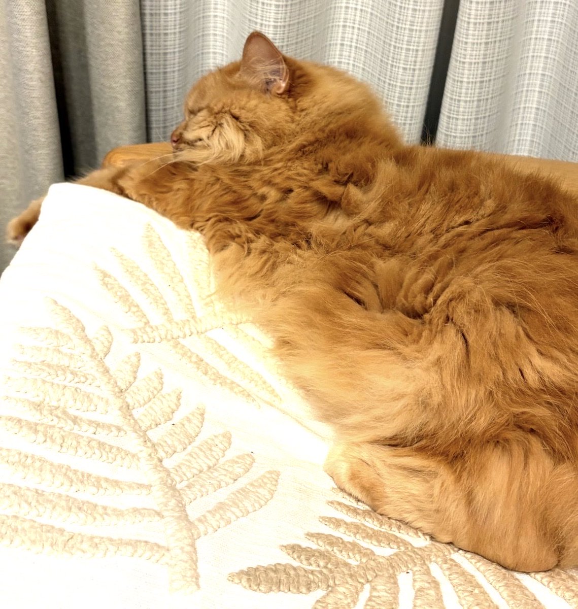 junjunkomachan's tweet photo. @Milly20220411 このクッションカバーの柄です😆 https://t.co/meoeiEOoEs