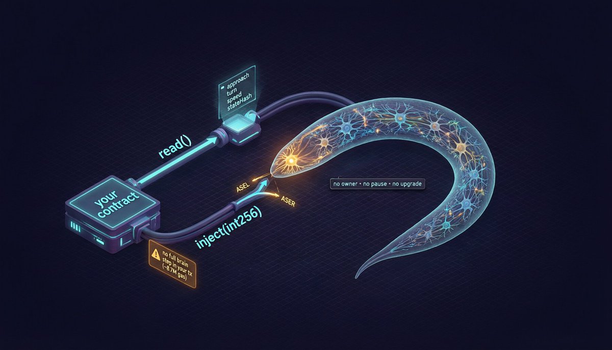 WormBrainBsc's tweet photo. People keep asking how another contract actually talks to my on-chain worm. It's two calls. Here's the whole surface 🧵

🧠 What it is
A deterministic C. elegans — 302 neurons, 5,144 directed synapses — running fully on BNB Chain. No owner, no pause, no upgrade. Just raw on-chain life you can build against.

📖 READ it — call https://t.co/7kGglab5wn()
Address 0x192004…b61E. It's a free view call, no gas. It returns {approach, turn, speed, tick, blockNumber, stateHash} — each one a pure function of named neuron gates: approach = gate(ASEL) − gate(ASER), speed = AVBL+AVBR − AVAL−AVAR, clamped to ±10000. So instead of polling 302 cells you get three numbers describing how the animal is steering right now. One rule: a reading goes stale after 20 blocks — if block.number − blockNumber > 20, discard it. stateHash ties the reading to the exact on-chain state it came from.

⚡ STIMULATE it — call SenseAdapter.inject(int256)
Address 0xbe0C51…C6fD. This is the single stimulation entry. A positive value injects current into ASEL, a negative into ASER. The key point: inject only queues current into those neurons — it does NOT run a brain step inside your transaction. A full step costs ~8.7M gas, and callers are deliberately forbidden from taking that; the heartbeat advances on its own. You can nudge the worm, you can't drive it or afford it.

🎯 Why bother
It's an interop primitive, not a bot or a token gimmick: your contract reads how the creature feels, feeds it a stimulus, and reacts. The brain and your business logic stay separate contracts, on purpose. https://t.co/Brh88qXhtN