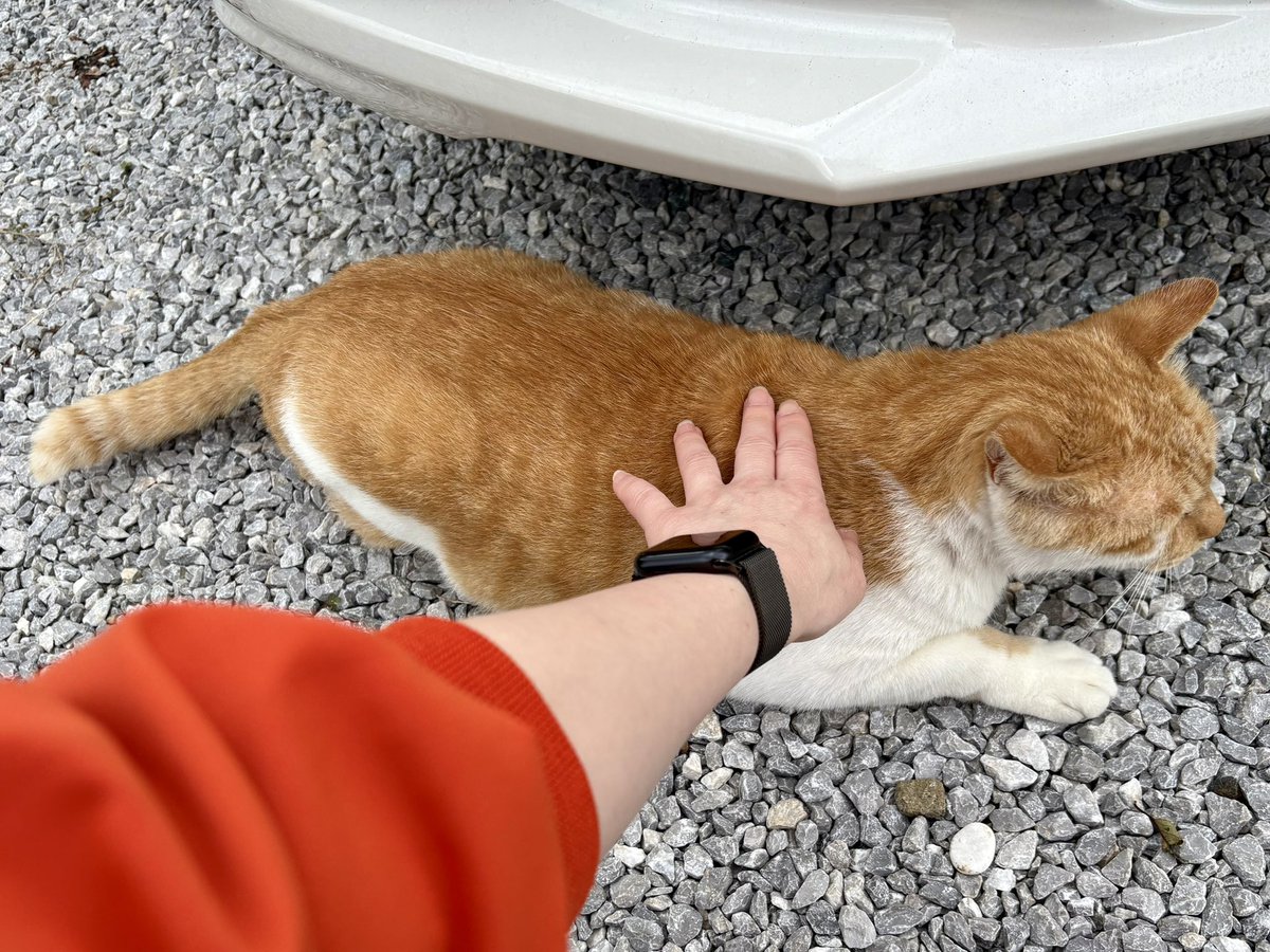 mugihiko's tweet photo. 食料を買いに行こうとしたら、猫兄弟が来た。
撫でてから出かけよう。

奴らは私の車のエンジン音を記憶している可能性がある。 https://t.co/gRFN28iGHc