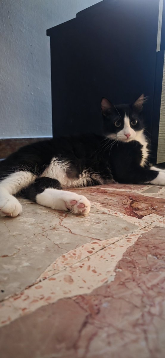 LucaRossi080's tweet photo. Thor e Loki #catslovers #gatti #cats https://t.co/5yGt6BRsAF