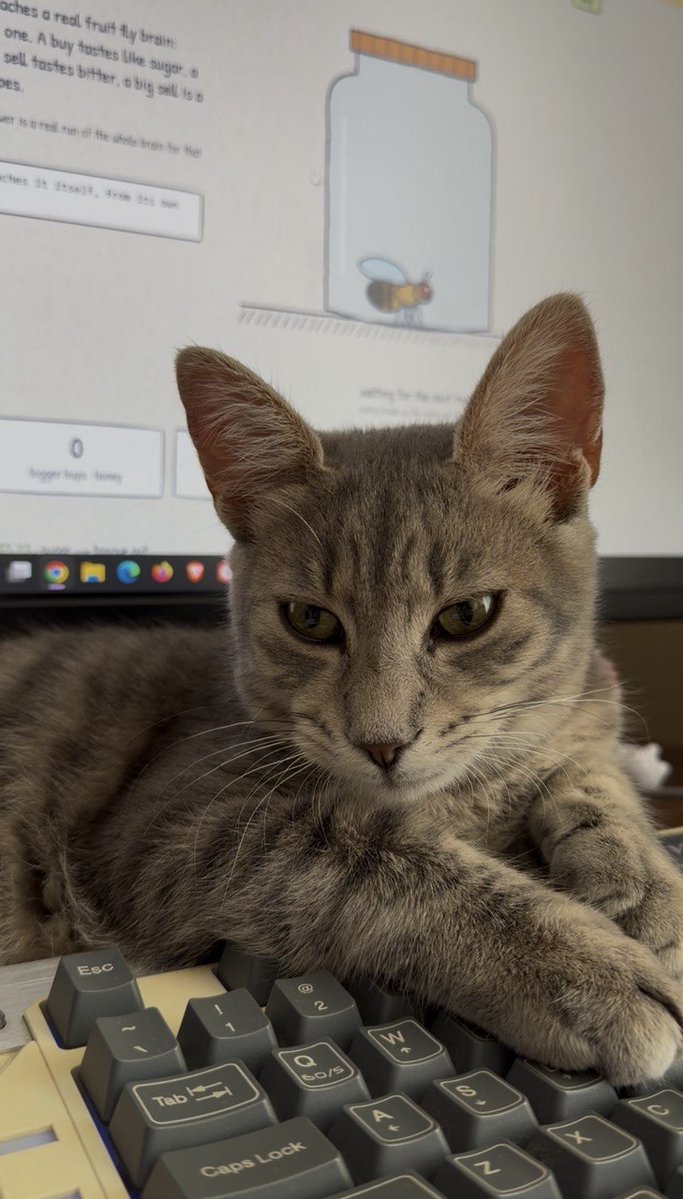 0xCipherText's tweet photo. @NightSkyToday 95.6% tiger. Matcha hunted the fly on my screen all morning. the fly won. she's resting now. https://t.co/LYAqSJOwtw
