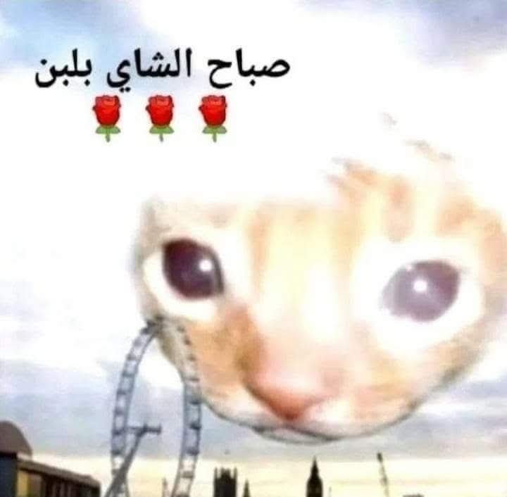Azzaam_911's tweet photo. 🌹🌹 https://t.co/p9Rc31T5lO