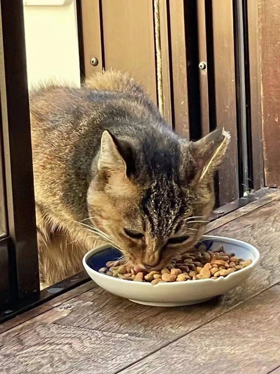 AndrewChavzo4d's tweet photo. The awkward moment when my cat steals the entire 囧浩屯 snack platter in one go! https://t.co/oaa8A9ECWD