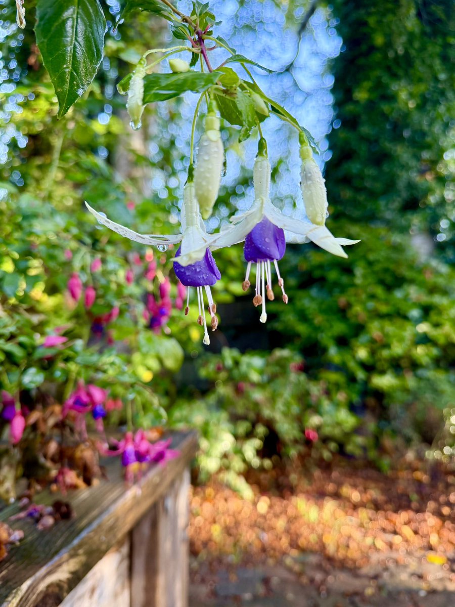 Stifyn1's tweet photo. Powering through #natur #garden #nature #sunday #autumn https://t.co/1bISRflMP6