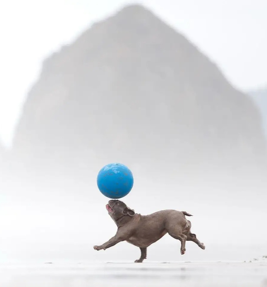 A look at some of the winning images from the 2026 Dog Photography Awards 
 [📷](https://pbs.twimg.com/media/HTxFDVraUAAk1fS.jpg) [📷](https://pbs.twimg.com/med