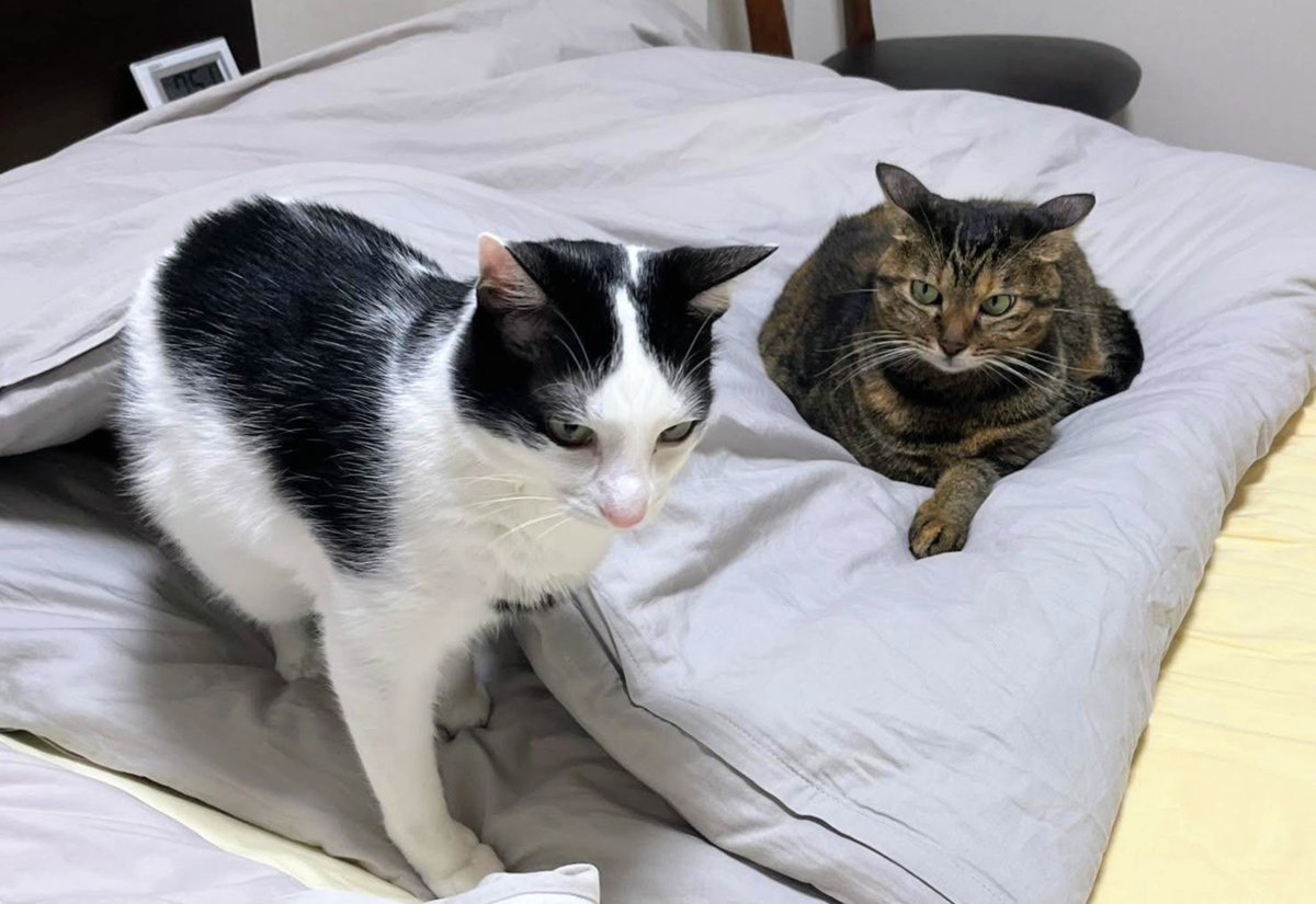miko_firstcat's tweet photo. コトちゃん と ミコちゃん

#猫のいる生活　
#牛柄猫　#キジトラ https://t.co/hfPRkUzKUM