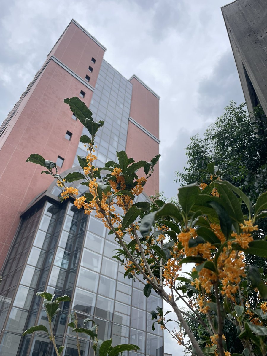 tommacg's tweet photo. 今日の現場は KOTOKO LIVE TOUR 2026 “The Bible 2” で 金��犀の香る 群馬・前橋 DYVER！

 #KOTOKO 
 #TheBible2ツアー https://t.co/7iYc8AK5R6