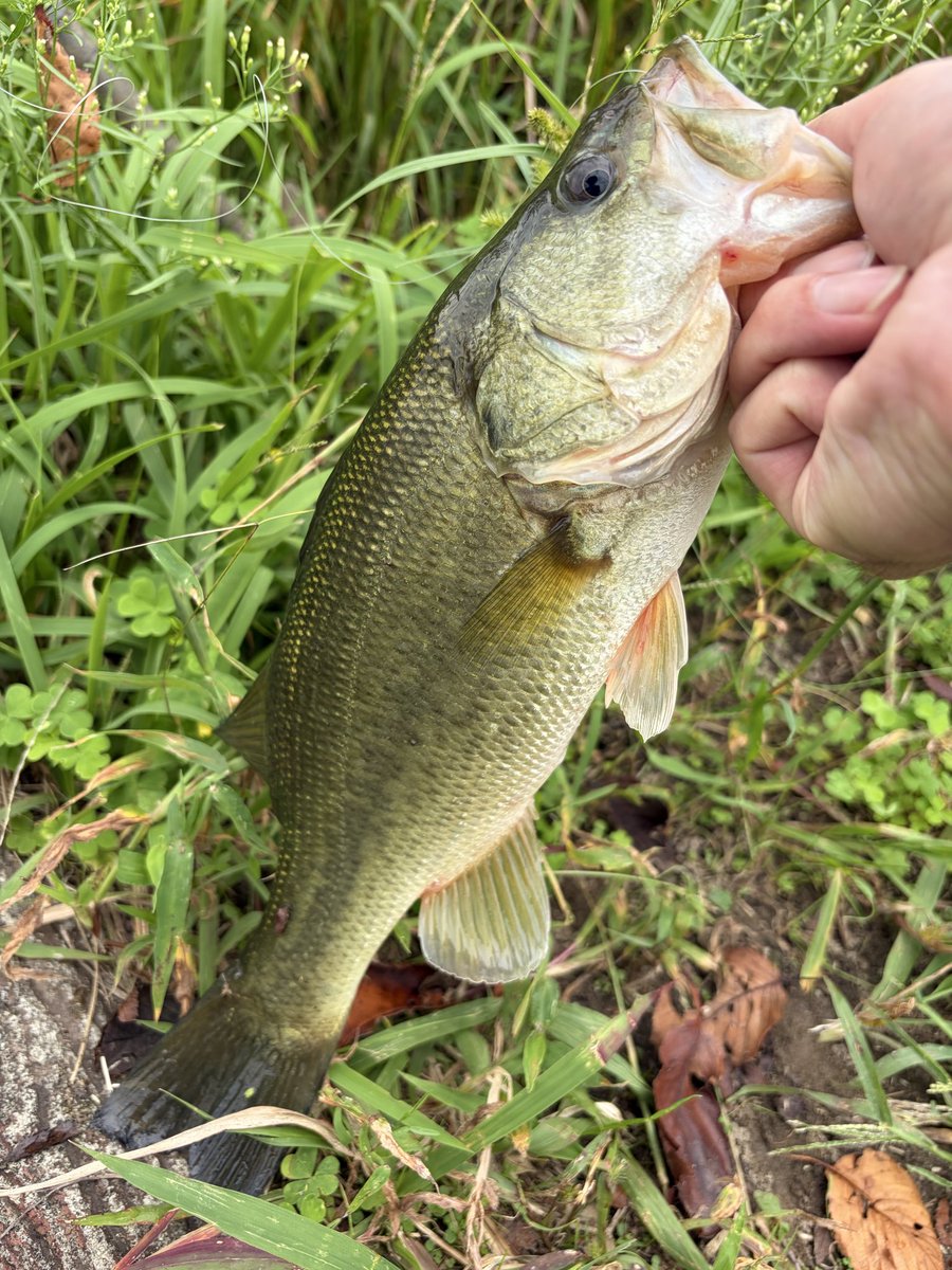 fumikawaP's tweet photo. やりましたぜ！
大江川にてリバウンドスティック5インチのフリーリグで！
大江川でやっとリバウンドスティックで釣れたわ… https://t.co/kkflMsWxGw