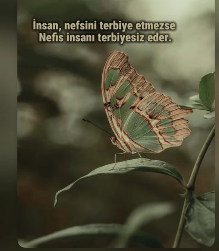 saglik009's tweet photo. Etsin bu yaştan sonra ,,,,ortalığı görüyorsunuz.....way anam,babam vay......bir nefisle terbiyesiz olacaksam dünden raz��yım.......boş ver.....aman......🦋❤️.....
Terbiyeli olduk ne oldu.....güvenen bile yok bize......
🦋❤️..... https://t.co/jL6nmqvKfI