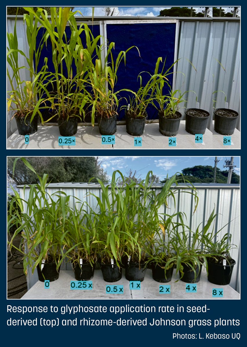 WeedSmartAU's tweet photo. UQ research showed glyphosate resistance in some seed-derived plants, but plants that had regenerated from rhizomes were difficult to control with glyphosate, explaining the expansion of this weed in no-till farming systems. 📷 L Kebaso, UQ
https://t.co/oVmrBvzSki https://t.co/6H0diIbqQJ