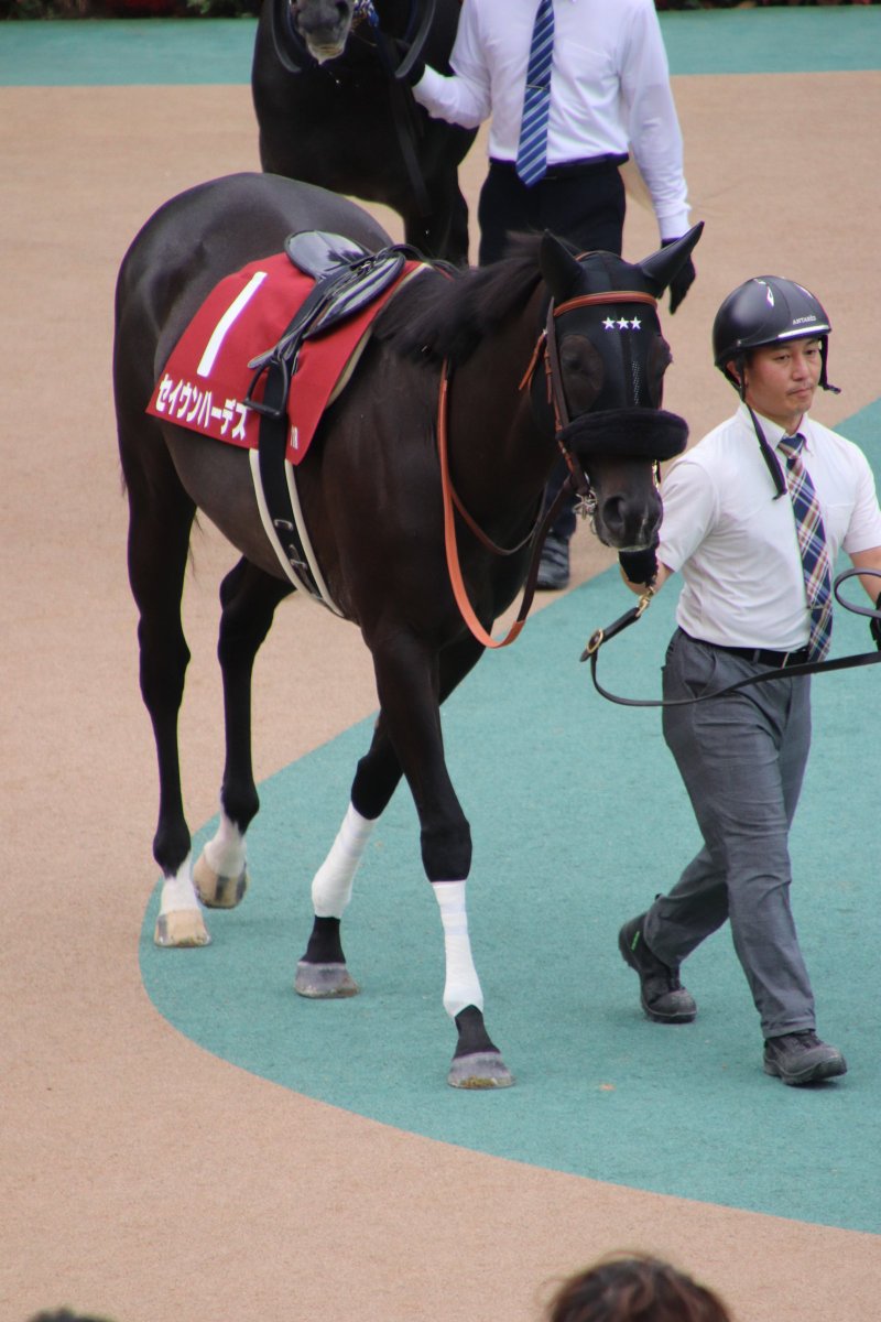 MmeCherokee09's tweet photo. 東京11R 毎日王冠　パドック
セイウンハーデスがんばれー(隙間産業) https://t.co/5OhmoBP8jv