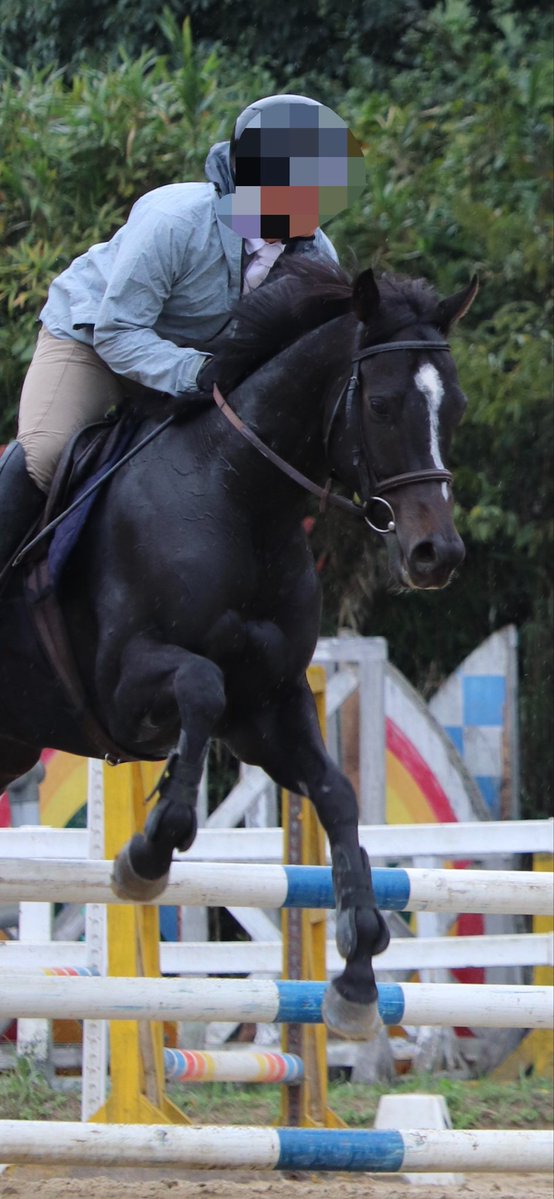3jfs44O9tf36827's tweet photo. ぼくはメイショウヒンカク、引退競走馬。
お兄ちゃんはメイショウタバル
お母さんが同じメイショウツバクロなんだ。
お兄ちゃんは今日凱旋門賞って言うレースに出るけど、ぼくは初めて障害飛越の競技会に出たんだ。障害物に足が当たっちゃったけど、最後まで頑張って跳んだんだ!! https://t.co/9ek5oPgIIr