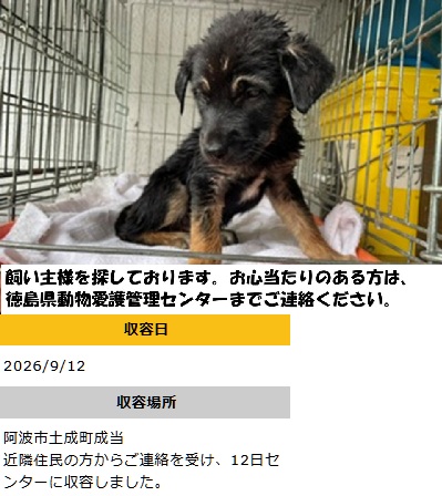 doubutukyushutu's tweet photo. #徳島県 #迷子犬
○9/12収容　若犬　黒茶
阿波市土成町成当にて
○飼い主さん、お心あたりある方、至急ご連絡を！
命にきちんと向き合い、守ってほしい　殺処分は廃止！ https://t.co/ZBNWRHmvlq