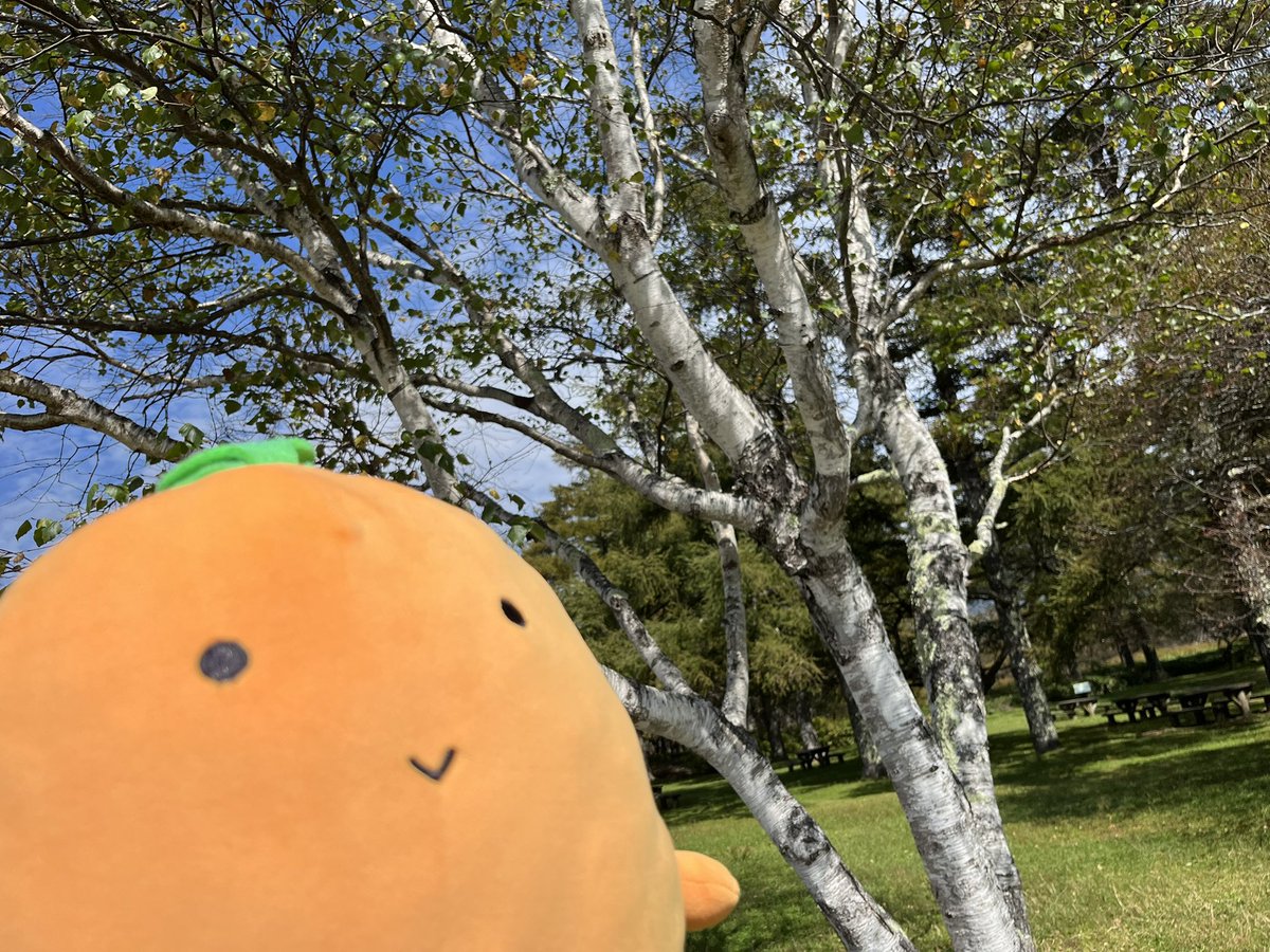 karoten_100's tweet photo. 今日は(ﾟ∀ﾟ)

ママとパパと
ドライブしてます( ＾∀＾)

日光の紅葉は
まだ早かったみたいです…(^.^) https://t.co/4tSKhbKsmu