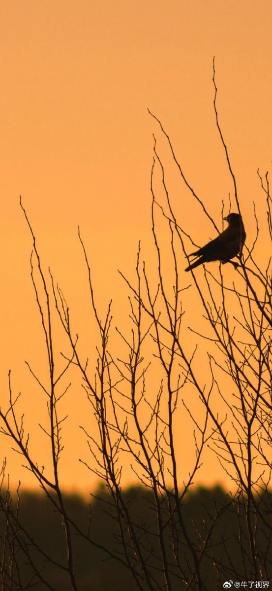 dlfmadmsalth's tweet photo. On this frosty dusk, I watch birds perch on the tall bamboo pole, letting go of regret from the past. https://t.co/sfIeQmCx6P