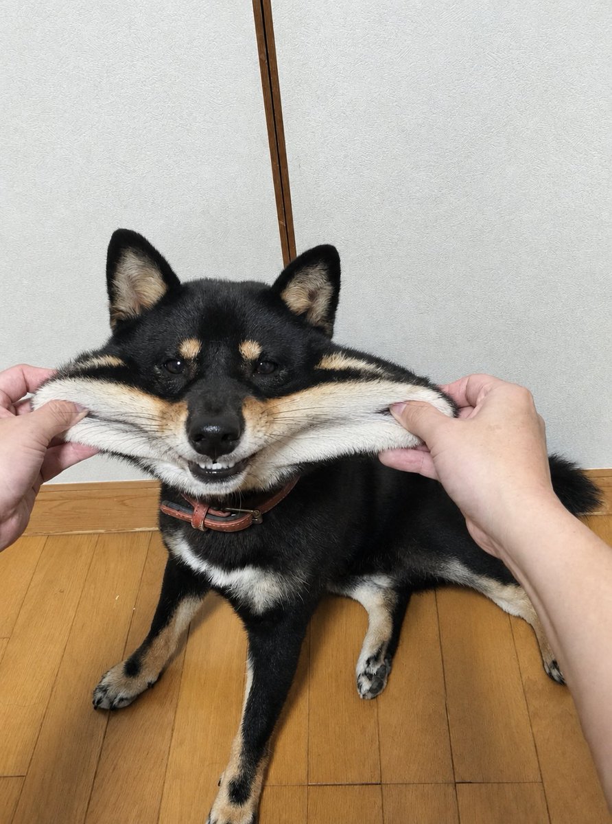 KAGETORA_dog's tweet photo. スクイーズ https://t.co/x5r8XOJLhp