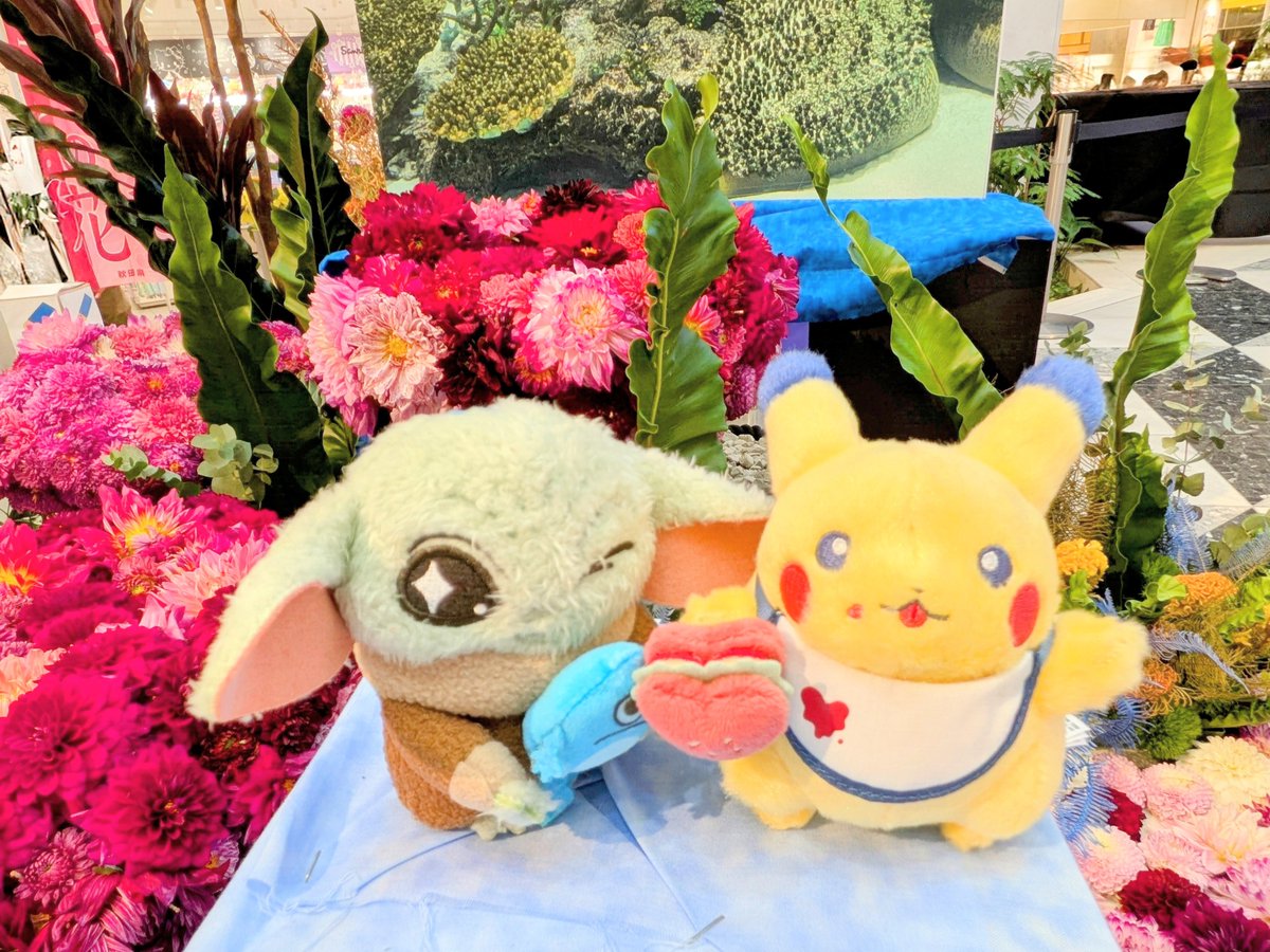 ashi___mari's tweet photo. サンシャインシティの噴水広場でダリアの華展を開催しているのですがなんとぬい撮りスポットがありました！
キレイなお花とお写真撮れてとても嬉しい✨（今日までのようです） https://t.co/nkhuHm4srw