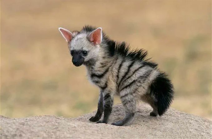 Rainmaker1973's tweet photo. It's not an aardvark. It's not a wolf. It's an aardwolf: a small, insectivorous mammal, native to East and Southern Africa. This is a young one. https://t.co/XSBTPPpebM