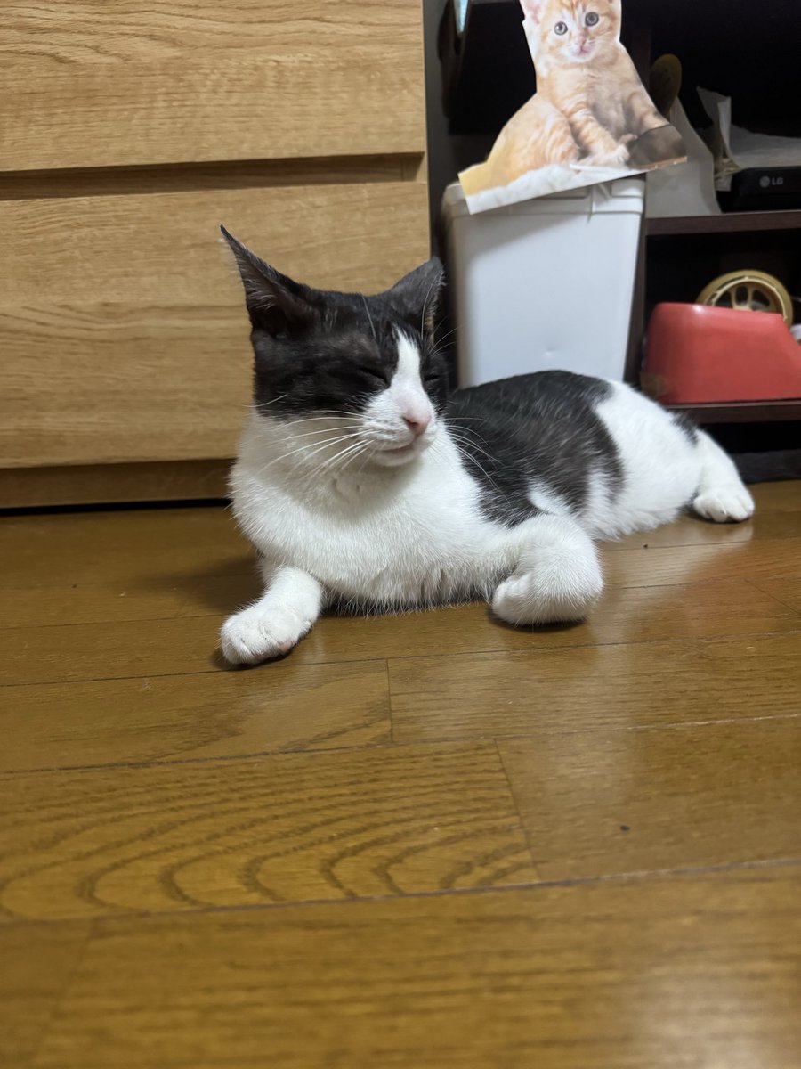 y37336927's tweet photo. 無事帰宅🏠

もう1匹は、まだ家なれしてなくて隠れちゃって会えなかった🥲

名前はにーにだそうな笑

こむぎと兄弟って言ってたけど保護した時期が同じってだけで、まったくの他人？他ネコ？らしい笑笑

こやつは間違いないなく前ネコの生まれ変わりだ！
やることなすこと一緒🤣 https://t.co/OpM47ALoBj