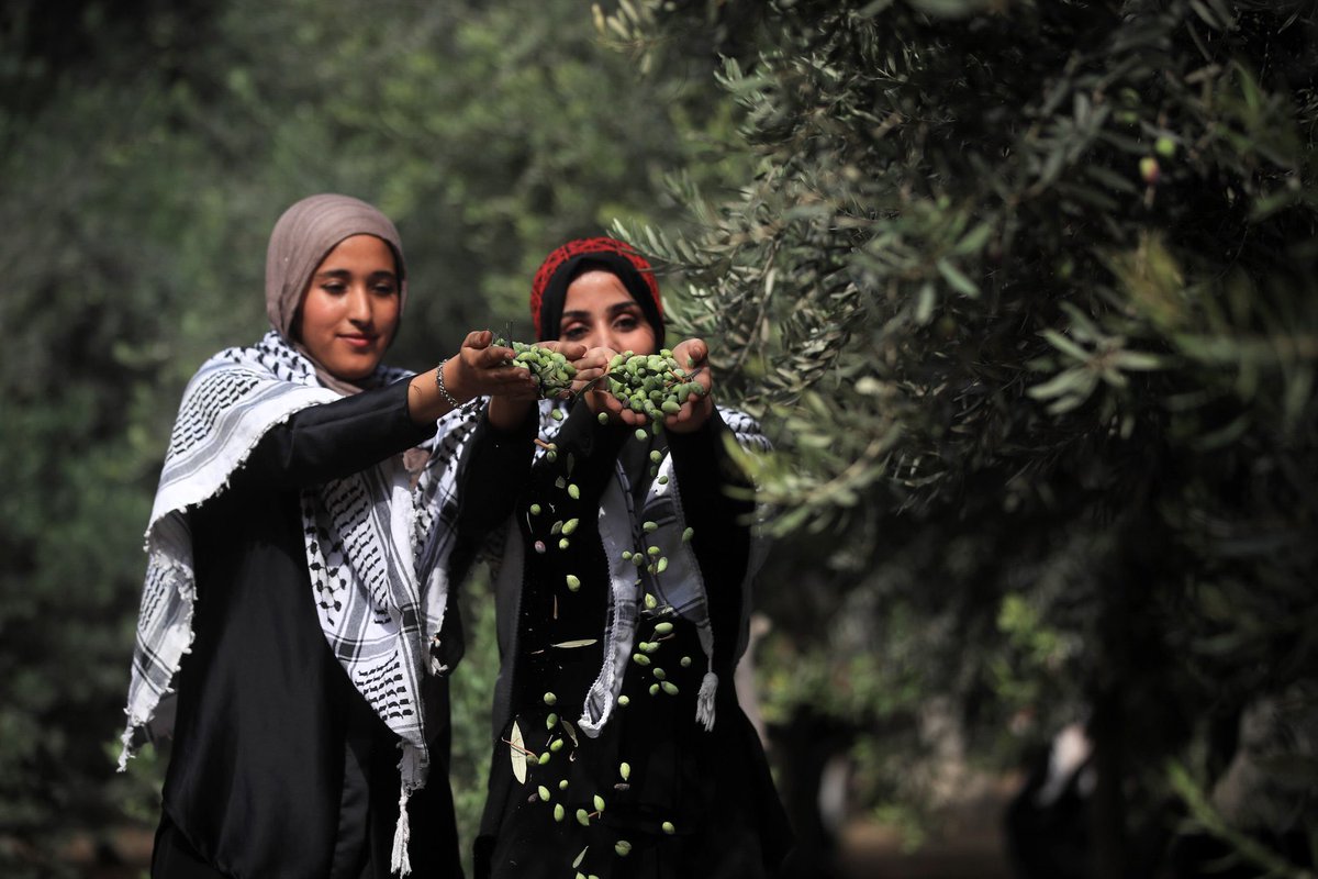 OliveZaytoun's tweet photo. موسم قطف الزيتون 🫒🇵🇸 https://t.co/c6xqlarJxt