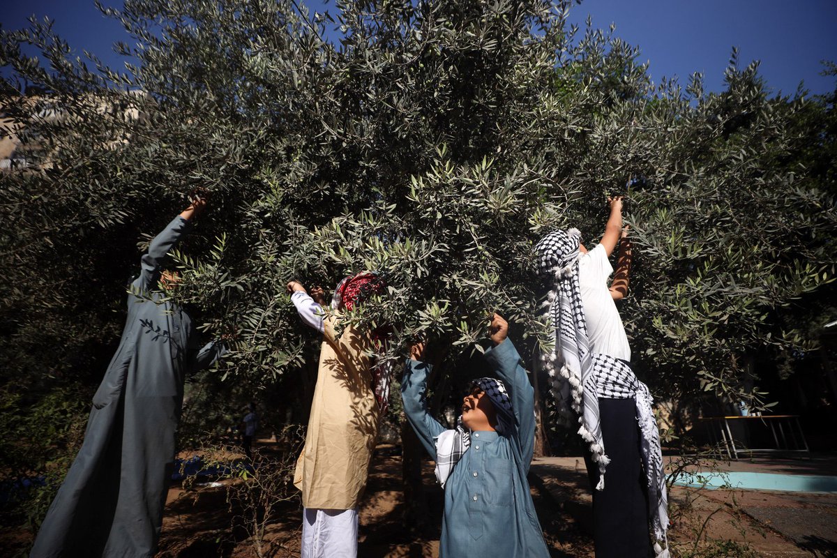 OliveZaytoun's tweet photo. موسم قطف الزيتون 🫒🇵🇸 https://t.co/c6xqlarJxt