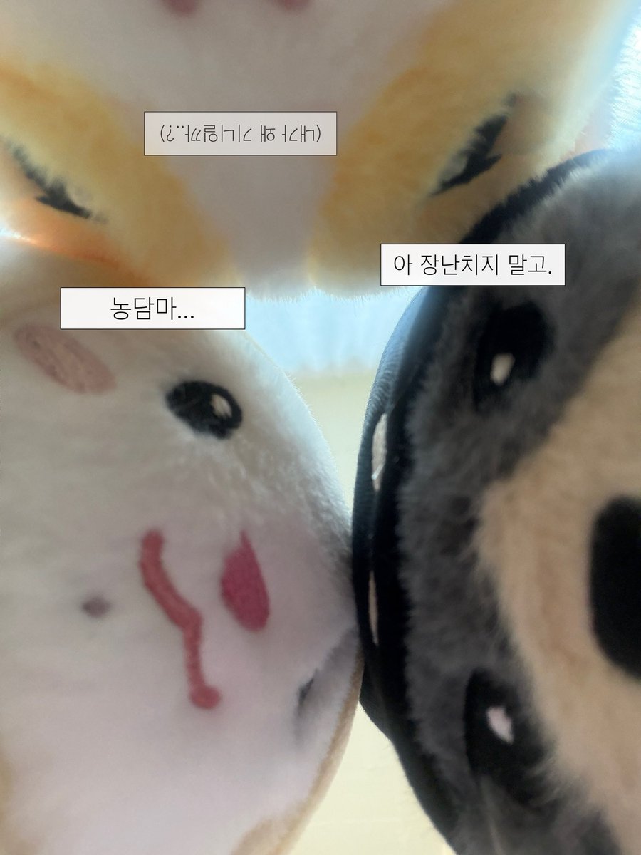teolsseoki's tweet photo. 무슨 일이 있어보이는 쪽이도쥬니기츄니에게 카메라를 갖다 대 보았습니다 https://t.co/cXhcgsYFPu