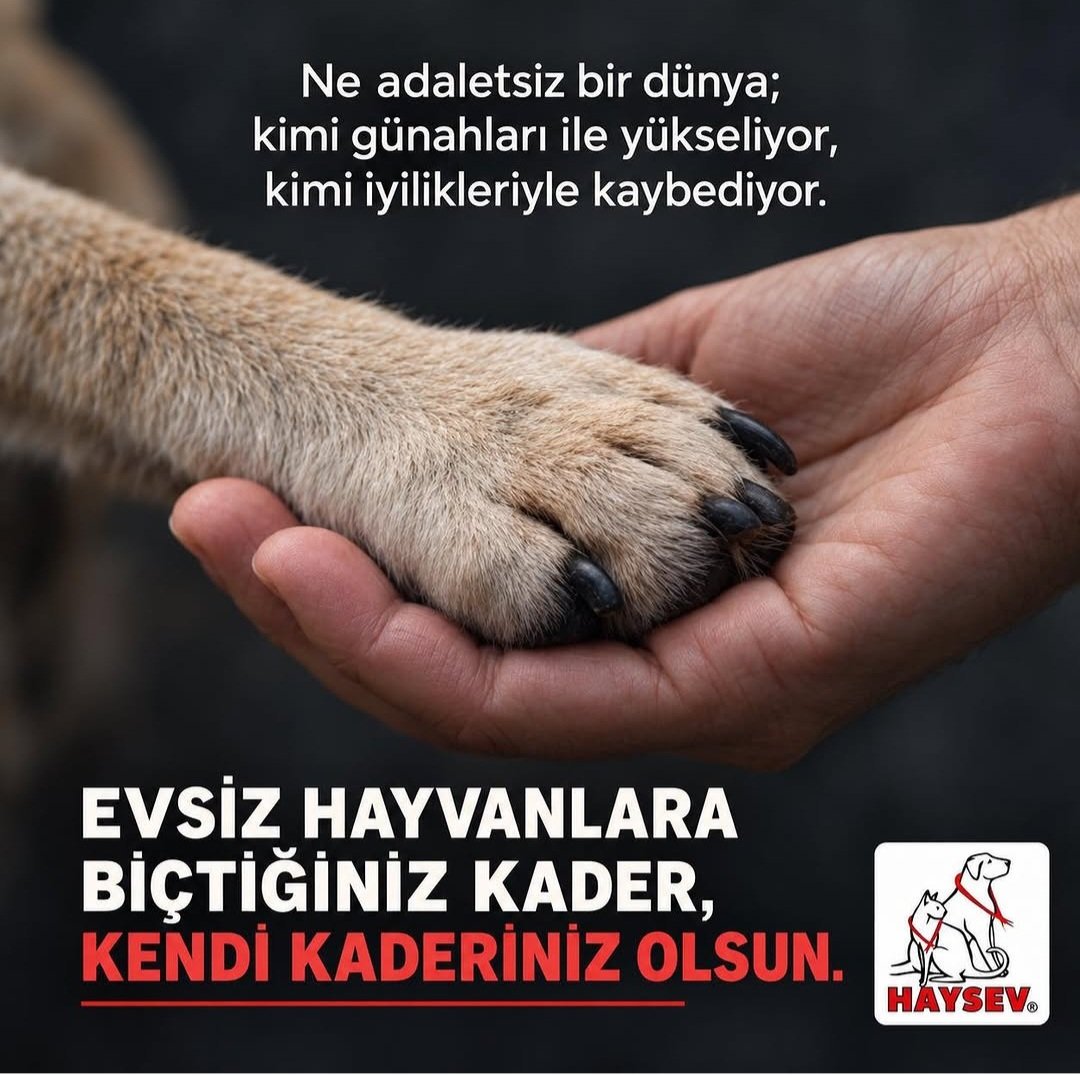 Ashleyskopje's tweet photo. Hayvanı, çocuğu, kadını koruyamayanlar, koltuklarından gazel okumasın !!!!! 
Tüm beddualarım sizinle, yatacak yeriniz olmasın !!!!!
Her bir canın ahıyla, acılar içinde gbr inşallah !!!!!!
#4EkimiKutlamıyoruz https://t.co/XDbekYTPin