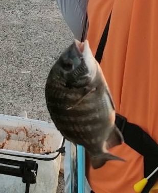 raigekiakamaru's tweet photo. 釣果、たぶんチヌは海に帰りました😇しかし雷撃シリーズの感度の良さ⚡️マイクロサイズの人中にがっちり合ってて私上手いんじゃとか思ったり😇磯に行きたいよう😭#ハヤブサワークス #雷撃シリーズ #カンツキウキ #カゴ釣り #フカセ釣り https://t.co/QTG98G350L