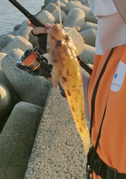raigekiakamaru's tweet photo. 釣果、たぶんチヌは海に帰りました😇しかし雷撃シリーズの感度の良さ⚡️マイクロサイズの人中にがっちり合ってて私上手いんじゃとか思ったり😇磯に行きたいよう😭#ハヤブサワークス #雷撃シリーズ #カンツキウキ #カゴ釣り #フカセ釣り https://t.co/QTG98G350L