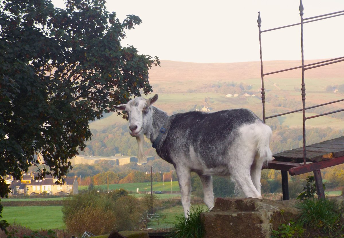 BleakholtF's tweet photo. Gary's not been well for some time with a respiratory problem, recently the vets prescribed an inhaler for him, similar to asthma treatment, and he's much more comfortable now, he's out in the pen this morning but comes in early so he doesn't get too tired. #goats #sunday 🐐 😷 https://t.co/C5GkdnufcH